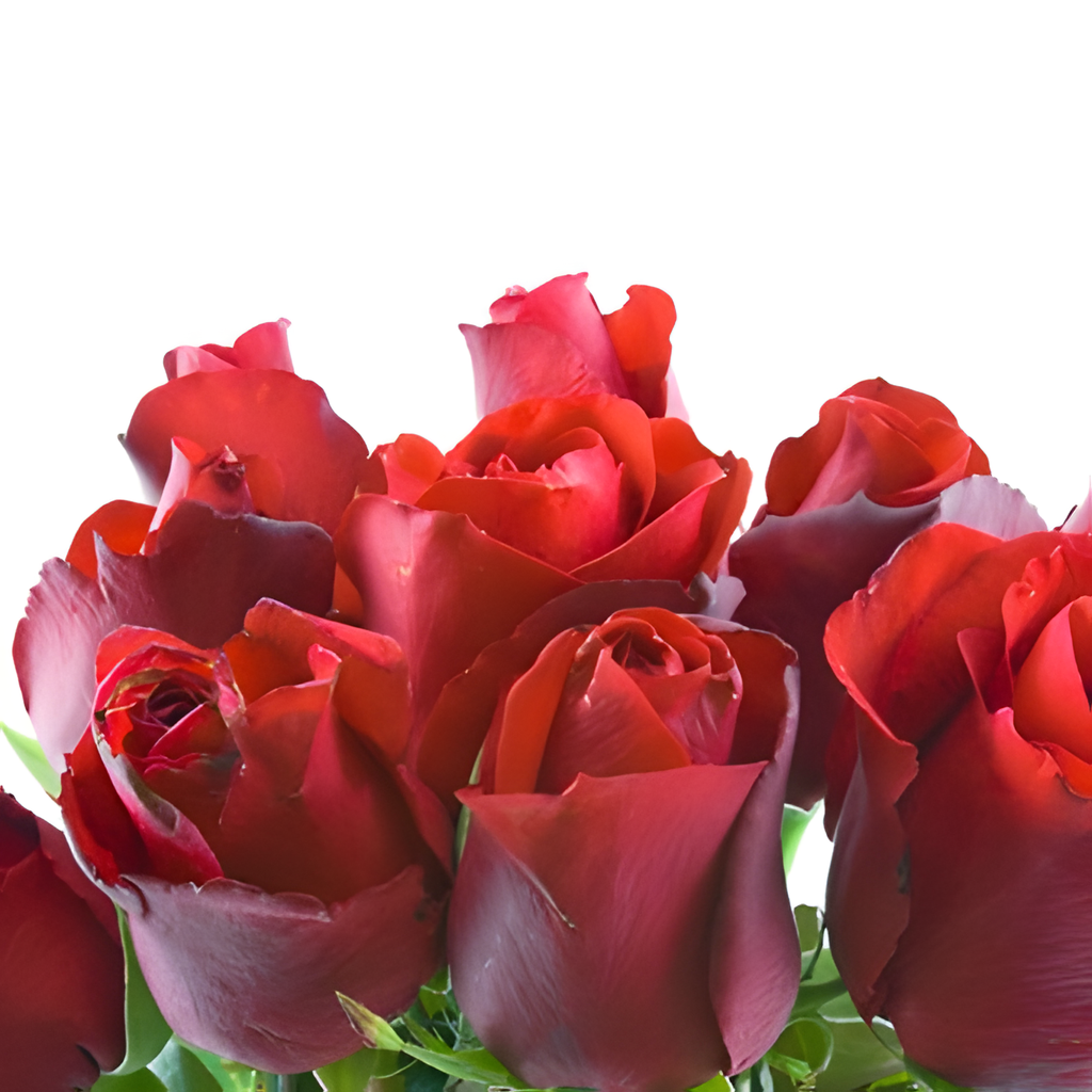 10 ROSES bouquet detail close-up