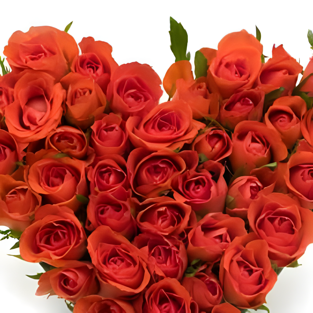 50 ROSES bouquet detail close-up
