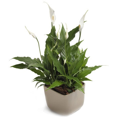 رقصة التانغو