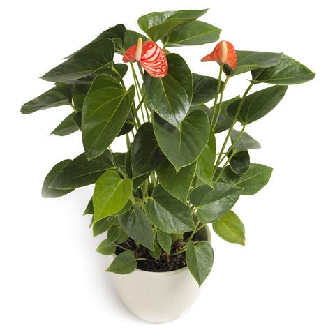FRAGRANT