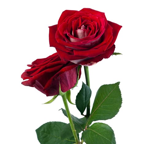 2 rosas