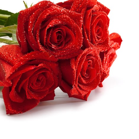 6 Roses