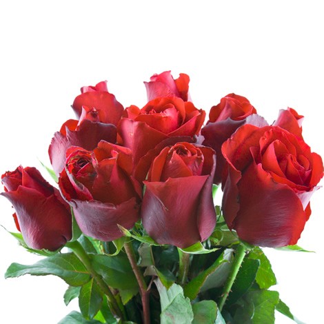 10 Roses