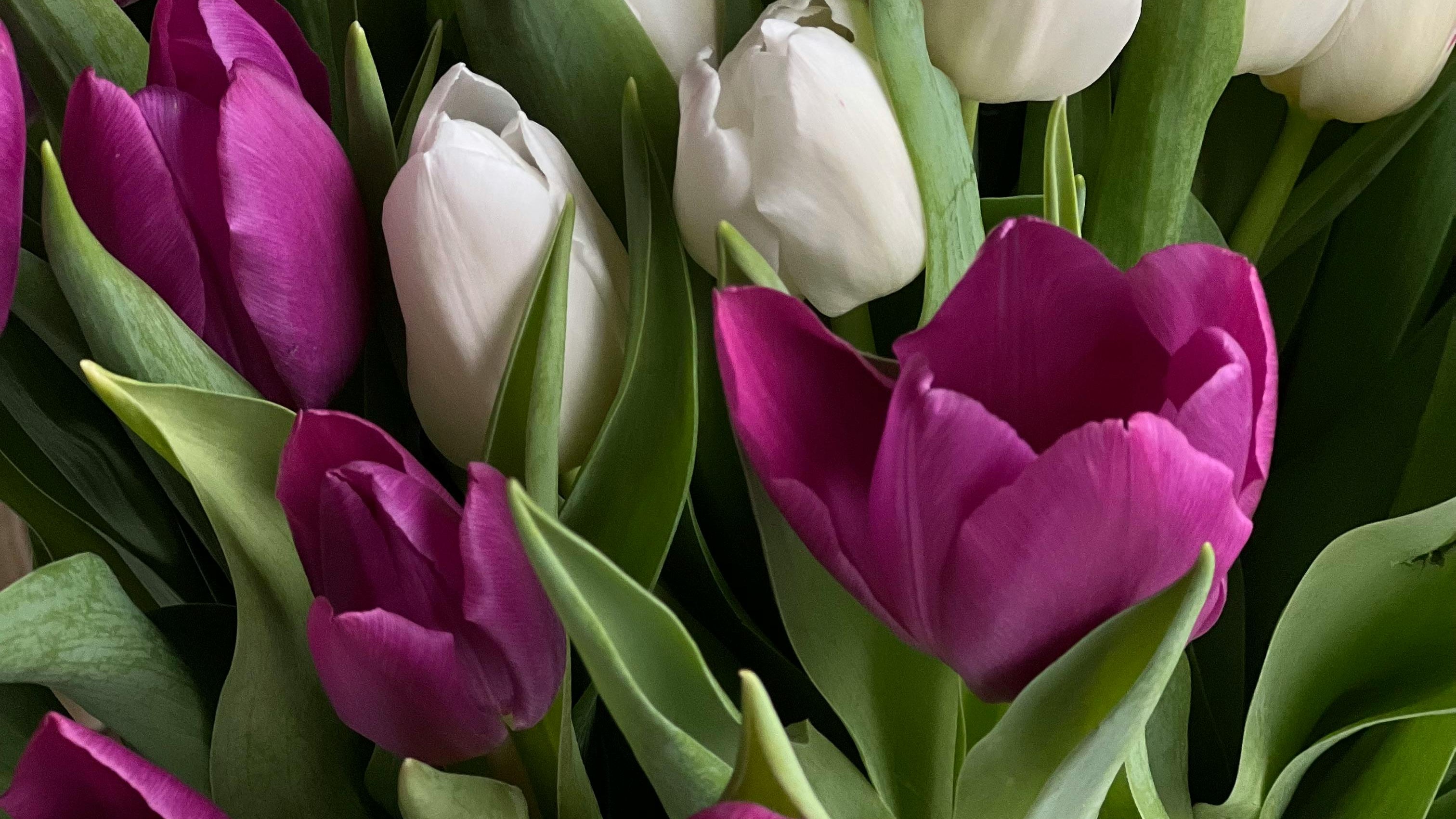 Bouquet of purple and white tulips with green leaves.